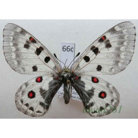 Parnassius epaphus subsp. beiki Bryk & Eisner, 1932 China66c